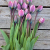 Bouquets de Tulipes - Printemps