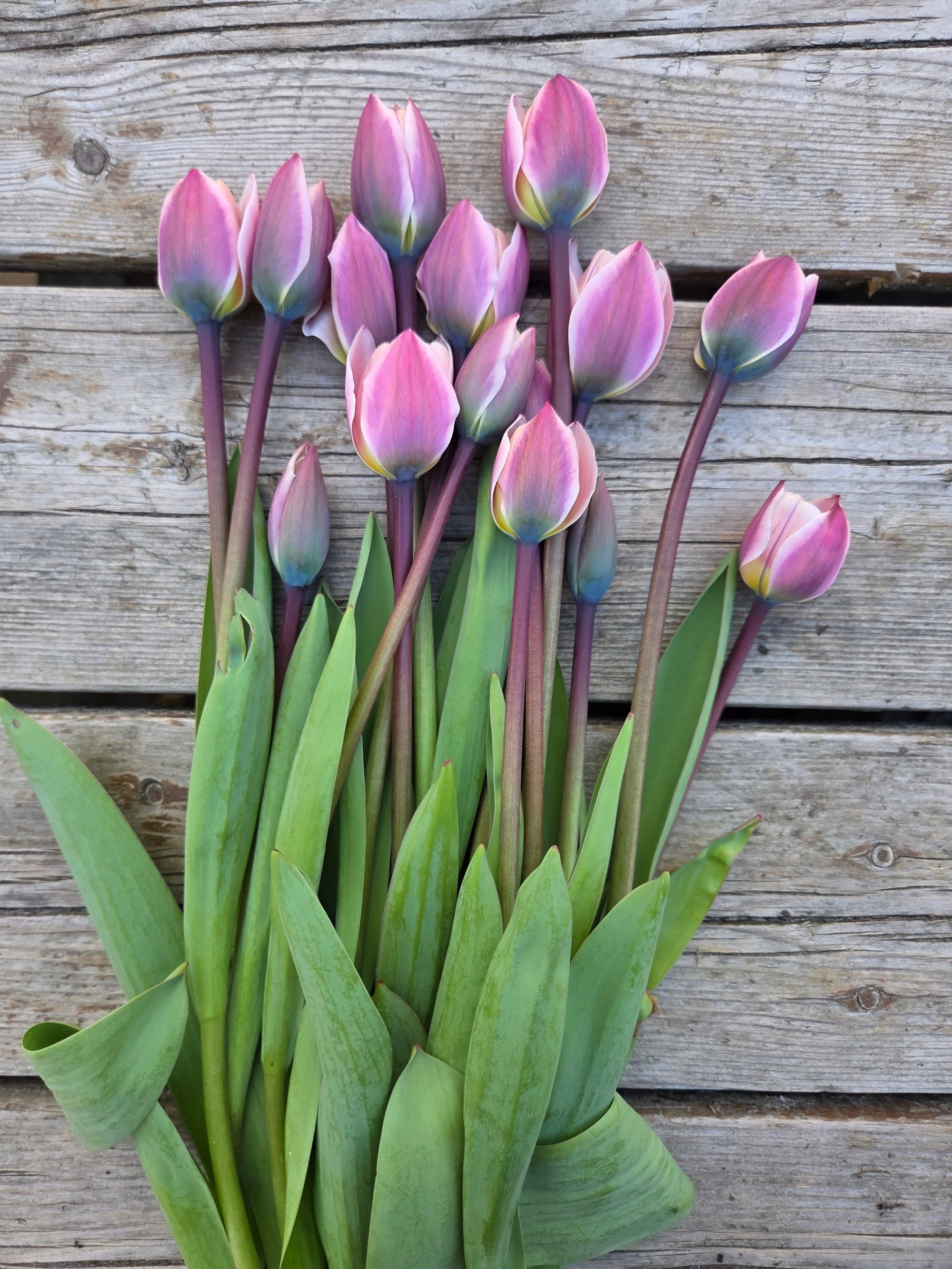 Bouquets de Tulipes - Printemps
