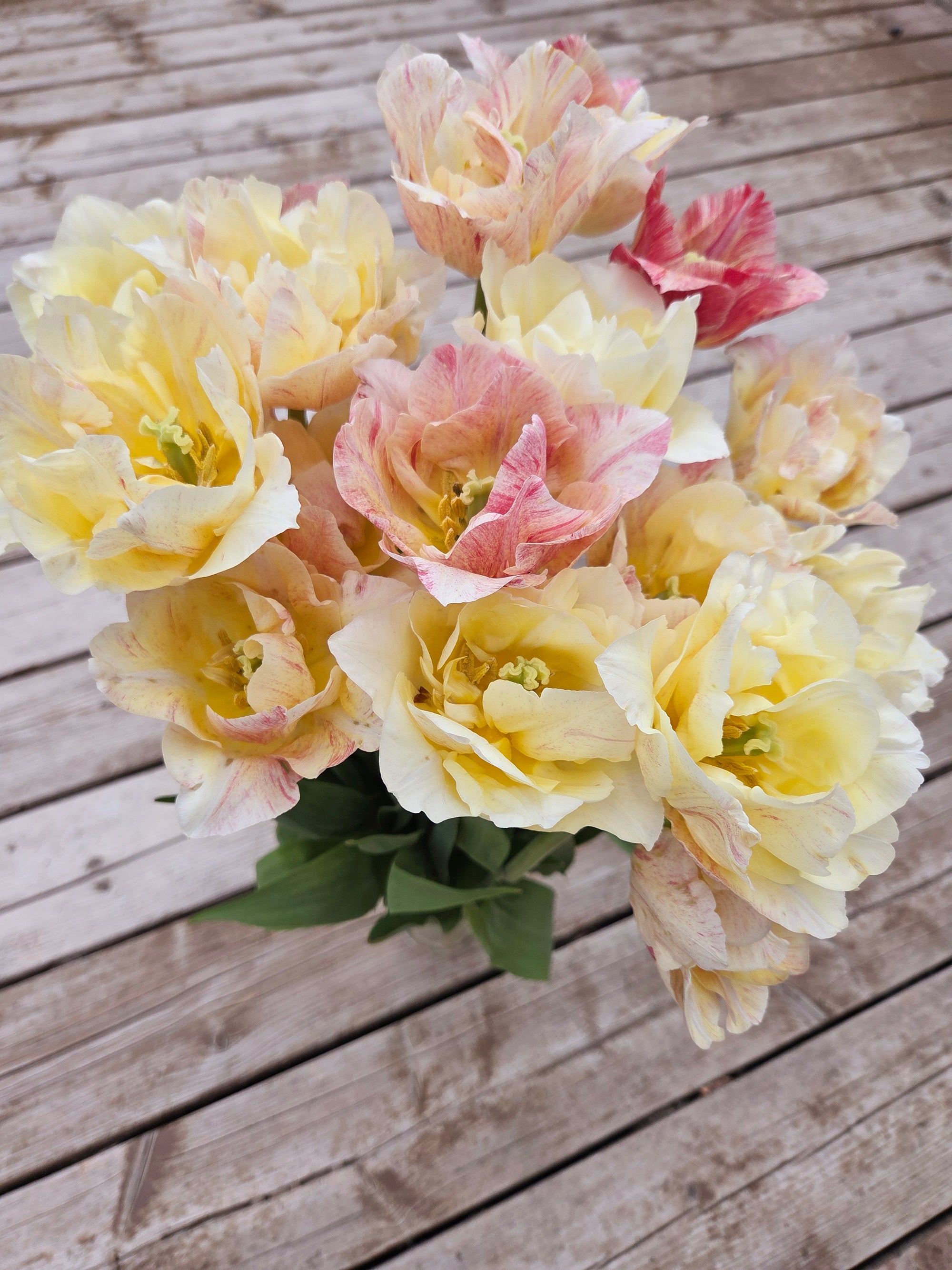 Bouquets de Tulipes - Printemps