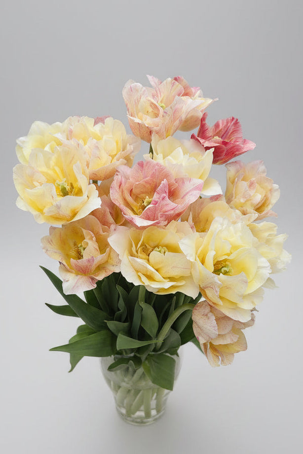 Bouquets de Tulipes - Printemps
