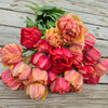 Bouquets de Tulipes - Printemps